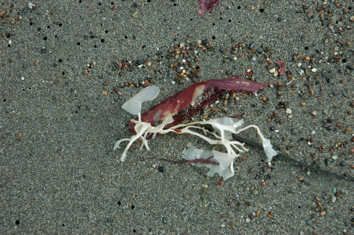 Moonstone Beach 020.jpg
